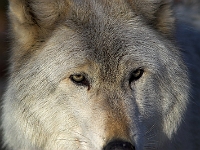 Arctic Wolf 052
